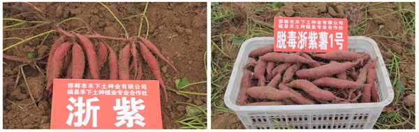 浙紫薯1號(hào)