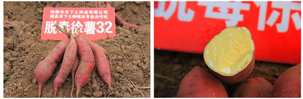 徐薯32