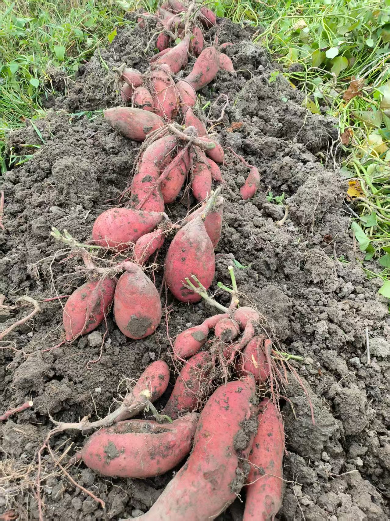 1767247901165352.jpg 6.jpg