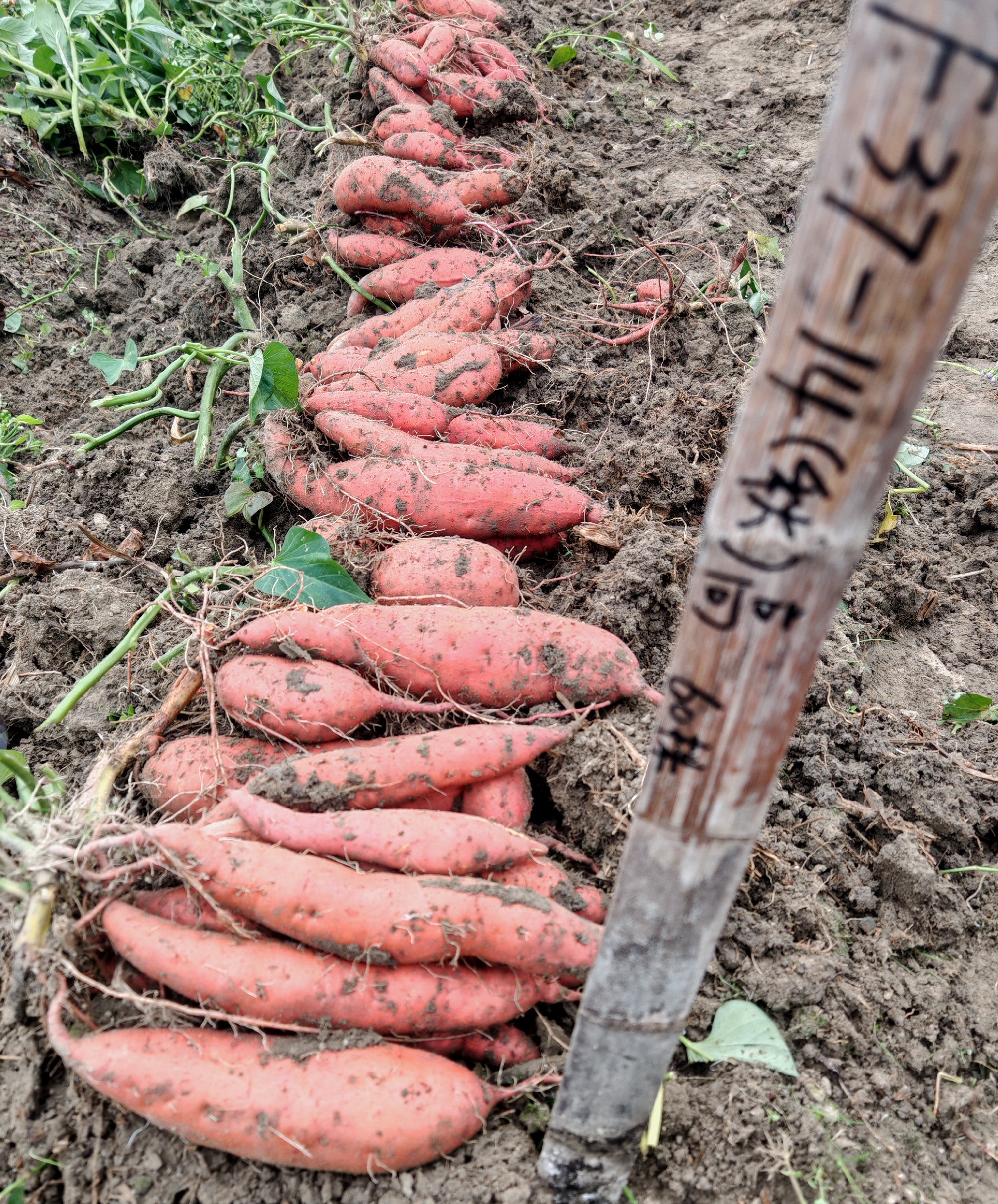 1767247917193414.jpg 5.jpg